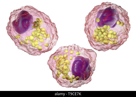 Schiuma di macrofago cellula, illustrazione Foto Stock