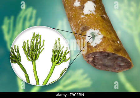 Salsiccia affumicata con stampo, immagine composita Foto Stock