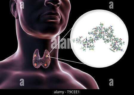 Ghiandole paratiroidi e ormone paratiroideo, illustrazione Foto Stock