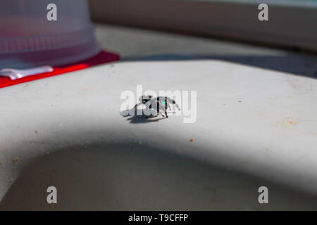 Un ardito ponticello (Phidippus audax) passa in una posizione difensiva sul lato di una ceramica lavello da cucina. Foto Stock