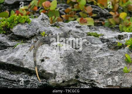 Un iguana sulle rocce tra foglie in Messico Foto Stock