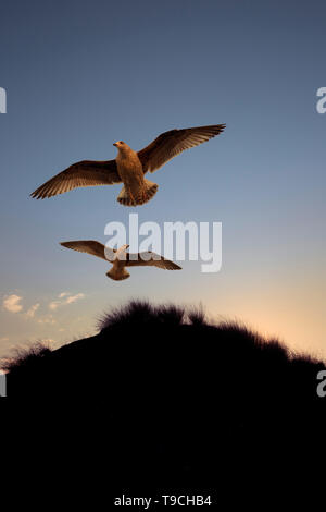Due sono i gabbiani volare mentre il cielo si illumina con una serata ( o mattina ) la luce e la forma di sabbia e dune si stagliano. Foto Stock