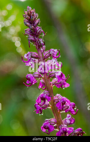 Di elefante-testa Lousewort (Pedicularis groenlandica) Canmore, Alberta, Canada Foto Stock