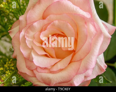 Un pallido rosa-colore rosa con scarlatto i margini in close-up con un dolce sottofondo. Vista dall'alto e vista, Foto Stock
