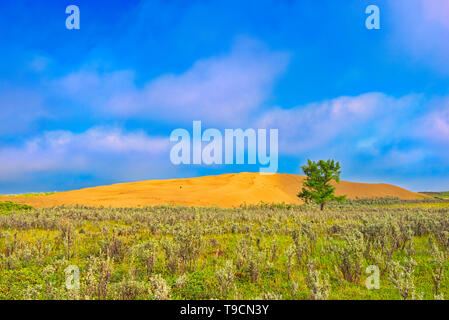 Grande Sandhills e pioppi neri americani albero grande Sandhills Saskatchewan Canada Foto Stock