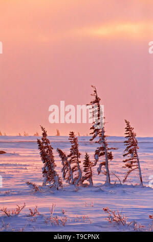 Tramonto sulla Baia di Hudson costa, Churchill, Manitoba, Canada Foto Stock