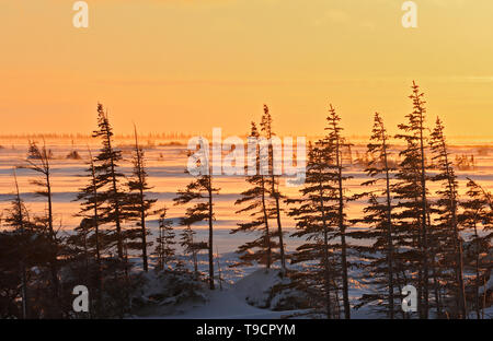 Baia di Hudson costa, subartiche, Churchill, Manitoba, Canada Foto Stock