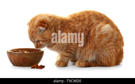 Carino Scottish Fold gatto a mangiare cibo su sfondo bianco Foto Stock