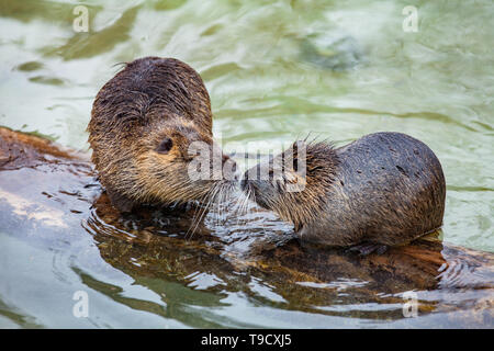 Coypu (River Rat, nutria, lat. Myocastor coypus) giocando e baciare in acqua Foto Stock