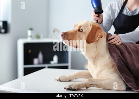 Femmina essiccazione groomer cane i capelli dopo il lavaggio in salone Foto Stock