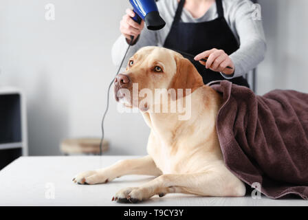 Femmina essiccazione groomer cane i capelli dopo il lavaggio in salone Foto Stock