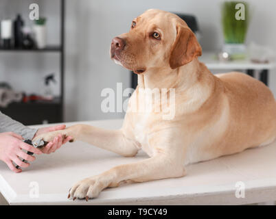 Femmina fresatura groomer artigli di cane in salone Foto Stock