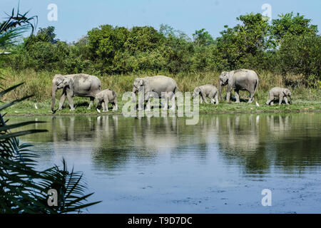 Una mandria di elefante asiatico (Elephas maximus) Foto Stock