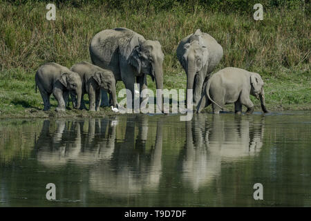 Una famiglia assetata di elefante asiatico (Elephas maximus) Foto Stock