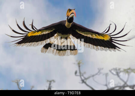 Grande hornbill indiano (Buceros simum) visualizzando la sua affascinante bellezza Foto Stock