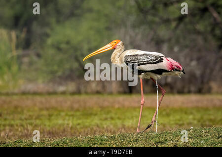 Dipinto di Stork (Mycteria leucocephala) Foto Stock