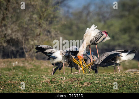 Dipinto di Stork alimentare Foto Stock