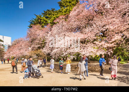 4 Aprile 2019: Tokyo, Giappone - la fioritura dei ciliegi in Shinjuku Gyoen Park in primavera con i visitatori per scattare delle foto e selfies. Foto Stock