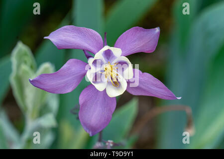 Macro close up di un isolato viola e bianco columbine ( aquilegia vulgaris ) fiore che mostra molti dettagli come i pistilli e di polline Foto Stock