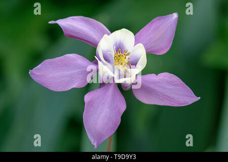 Macro close up di un isolato viola e bianco columbine ( aquilegia vulgaris ) fiore che mostra molti dettagli come i pistilli e di polline Foto Stock