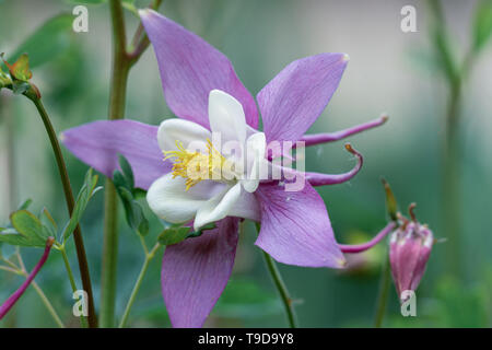 Macro close up di un isolato viola e bianco columbine ( aquilegia vulgaris ) fiore che mostra molti dettagli come i pistilli e di polline Foto Stock