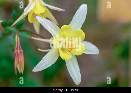 Macro close up di un bianco isolato columbine ( aquilegia vulgaris ) fiore che mostra molti dettagli come i pistilli e di polline Foto Stock