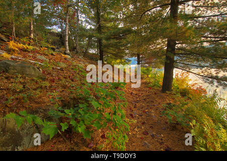 Bianco di alberi di pino sul sentiero a George Lago, Killarney Provincial Park, Ontario, Canada Foto Stock