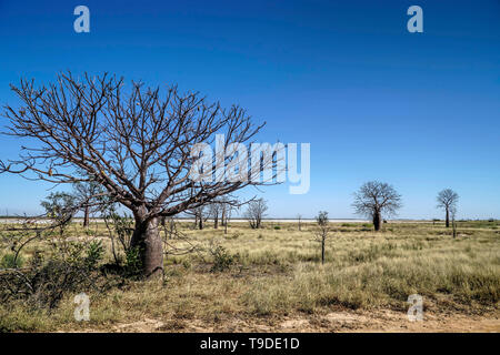 Alberi Boab bottiglia-come l'apparenza crescendo in Western Australia. Foto Stock