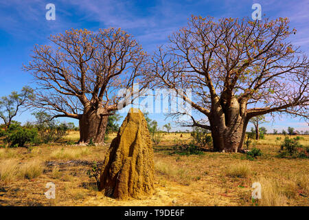 Due alberi Boab con bottiglia di aspetto simile che cresce in Western Australia. Foto Stock