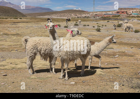 Llamas sull'altiplano, Salar de Uyuni, Bolivia Foto Stock