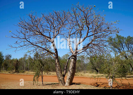 Boab alberi che crescono in Western Australia.Essi sono un albero a foglie decidue con la forma che assomiglia ad una bottiglia Foto Stock