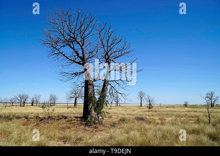 Boab alberi che crescono in Australia Occidentale che hanno una bottiglia di aspetto simile Foto Stock