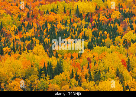 Acadian foresta nel fogliame di autunno. Aroostook New Brunswick Canada Foto Stock