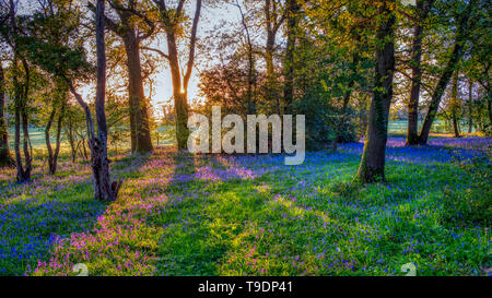 Hambledon, Regno Unito - 30 Marzo 2019: l'alba in un legno bluebell vicino Hambledon in Hampshire, Regno Unito Foto Stock