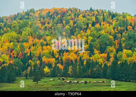 Acadian foresta nel fogliame di autunno. Nei pressi di Edmunston. La Contea di Madawaska, colline. Saint-Jacques New Brunswick Canada Foto Stock