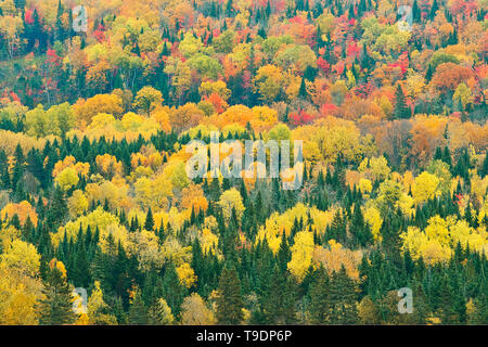 Acadian foresta nel fogliame di autunno. Nei pressi di Edmunston. La Contea di Madawaska, Saint-Jacques New Brunswick Canada Foto Stock