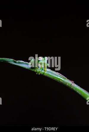 Smeraldo rana di vetro su una foglia stelo durante la notte Foto Stock