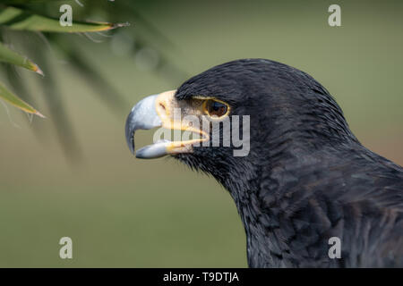 Un ritratto di un Verreaux o Black Eagle. Foto Stock