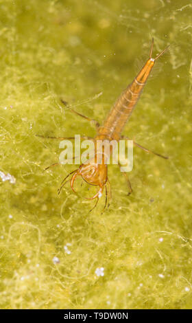 I predatori di larva di un diving beetle Fotografato di notte ai margini di un laghetto in giardino in Lancashire England Regno Unito GB Foto Stock