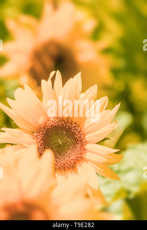 Close-up di bella verticalmente fotografato il giallo dei girasoli in fresco look estivo. Girasoli luminosi nella luce del mattino. Foto Stock