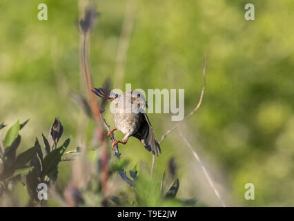 Adulto Dunnock o hedge sparrow con un becco piena di insetti pearched su un ramo. Foto Stock