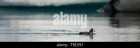 Harlequin duck a Jokusarlon laguna glaciale. L'Arlecchino anatra (Histrionicus histrionicus) è un piccolo mare di anatra. Essa prende il suo nome dall'Arlecchino (Fre Foto Stock