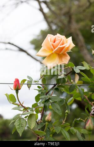 Royal Sunset rose, una rosa rampicante, presso la Owen Giardino di Rose di Eugene, Oregon, Stati Uniti d'America. Foto Stock