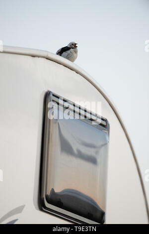 La neve bunting (Plectrophenax nivalis) cantare sul tetto di un camper caravan. Il snowbunting è un uccello passerine nella famiglia Calcariidae. È Foto Stock