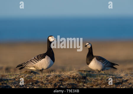 Oche facciabianca in bella luce in islandese estate paesaggio. Il barnacle goose (Branta leucopsis) appartiene al genere Branta di nero oche, whi Foto Stock