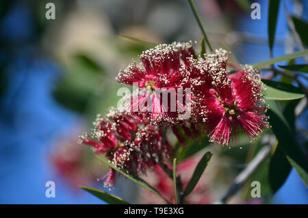 Fiori di colore rosso dei boschi di latifoglie Paperbark, Melaleuca viridiflora, famiglia Myrtaceae. Nativo di tropical l'Australia del nord e del sud est asiatico. Foto Stock