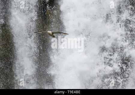 La northern fulmar (Fulmarus glacialis) volare a cascata di Skógafoss in Islanda, fulmar,o fulmar Artico è un sistema altamente abbondanti uccelli di mare trovato elementare Foto Stock