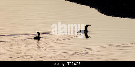 Il rosso-throated loon (Nord America) o rosso-throated diver (Gran Bretagna e Irlanda) (Gavia stellata) nella luce della sera in Islanda. Si tratta di un aquat migratori Foto Stock