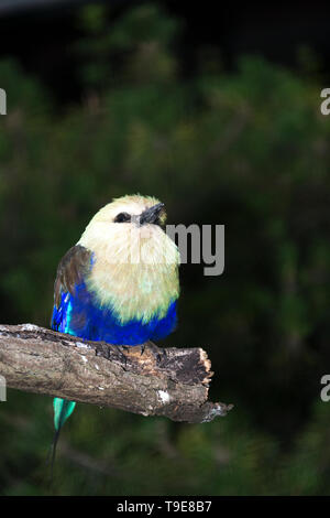 Rullo Blue-Bellied (Coracias cyanogaster) Foto Stock