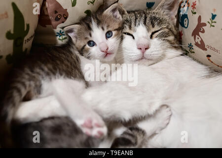 Un gatto con un gattini Foto Stock